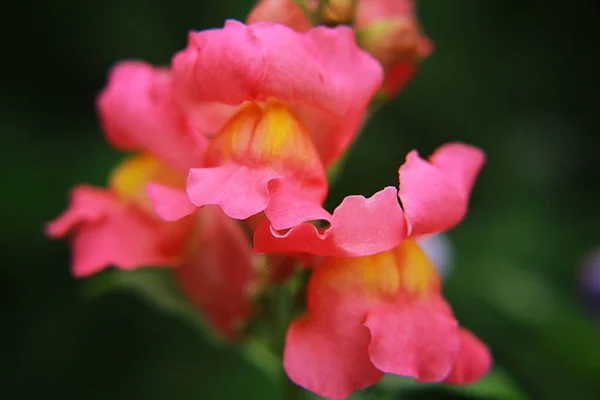 Snapdragoner Vackra Blommor Sommaren — Stockfoto