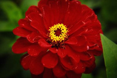 Kızıl Cynia yazın güzel açar.