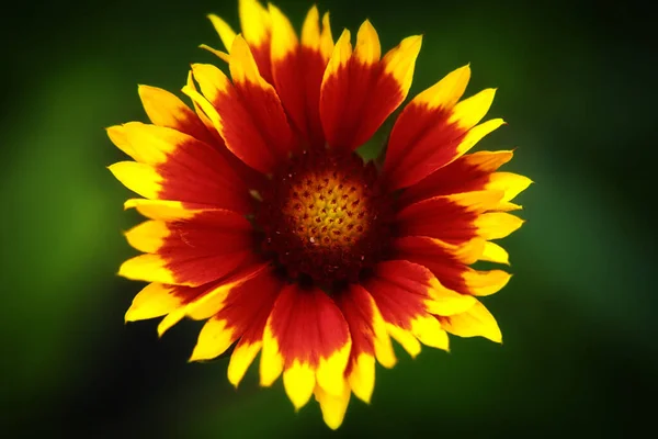 Flores Amarillas Florecen Maravillosamente Verano — Foto de Stock