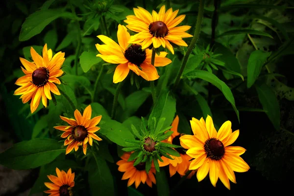 Flores Amarillas Florecen Maravillosamente Verano — Foto de Stock
