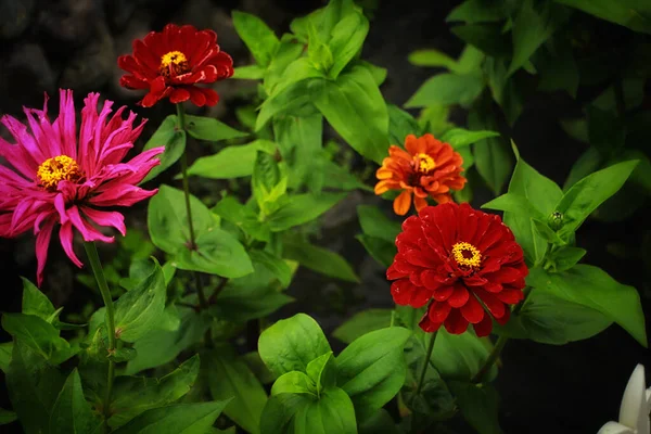 園内にはジンニアの色とりどりの花々が美しく咲きます — ストック写真