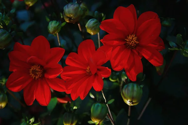 庭には赤いダリアが美しく咲きます — ストック写真