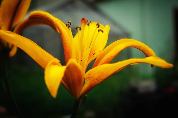 Yellow Lily Blooms Beautifully Summer — Stock Photo, Image