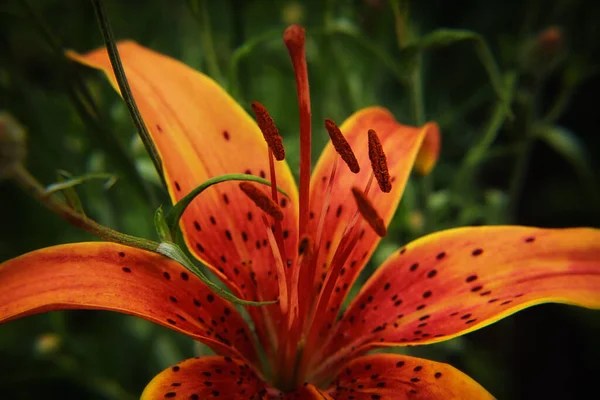 Červená Lily Krásně Kvete Létě — Stock fotografie