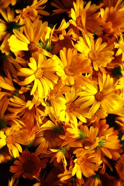 Hermosas Flores Amarillas Caléndula Son Hermosas — Foto de Stock