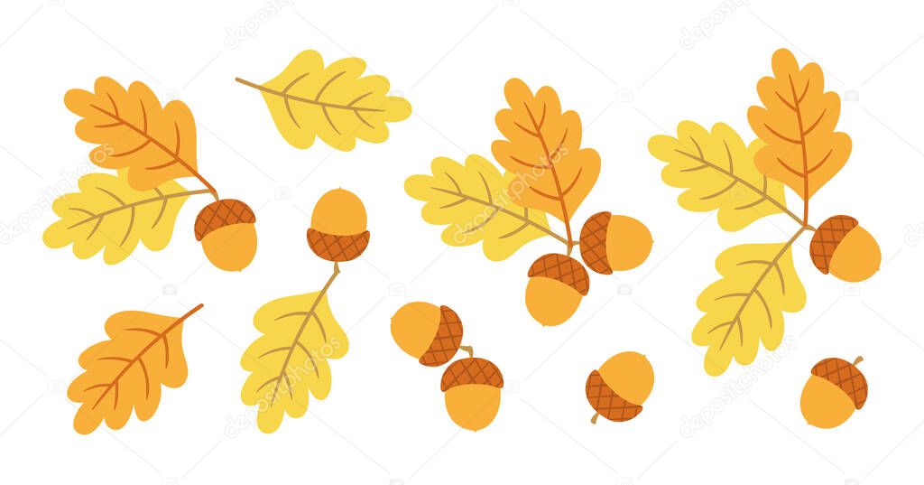 Set of vector acorns and oak leaves