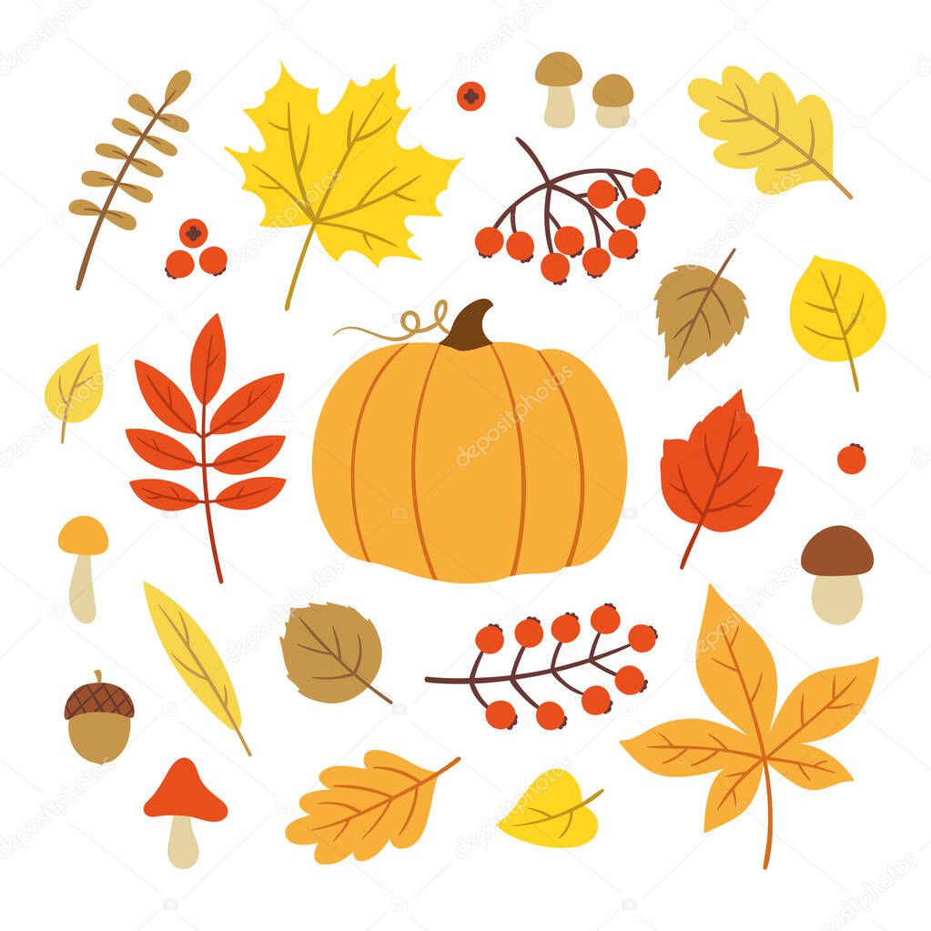 Vector set of autumn related objects: colorful leaves, mushrooms, berries, pumpkin. Collection of fall season elements. Bright background decoration for harvest time or greeting card