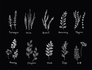 Elle çizilmiş kümesi mutfak ot. Fesleğen ve nane, biberiye ve adaçayı, kekik ve maydanoz. Gıda tasarım logo