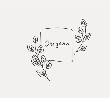 Elle çizilmiş kümesi mutfak ot. Fesleğen ve nane, biberiye ve adaçayı, kekik ve maydanoz. Gıda tasarım logo