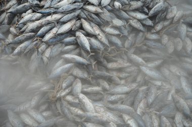 Limanda ton balığı boşaltma