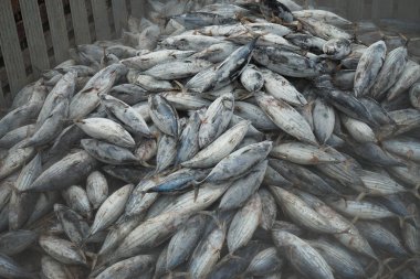 Limanda ton balığı boşaltma
