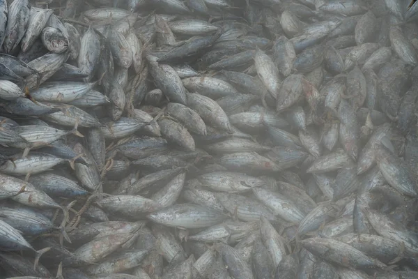 Limanda Ton Balığı Boşaltma — Stok fotoğraf