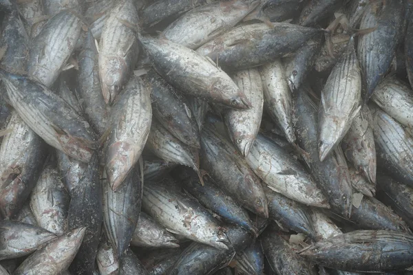 Tuna Unloading Port — Stock Photo, Image