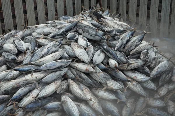 Tuna Unloading Port — Stock Photo, Image