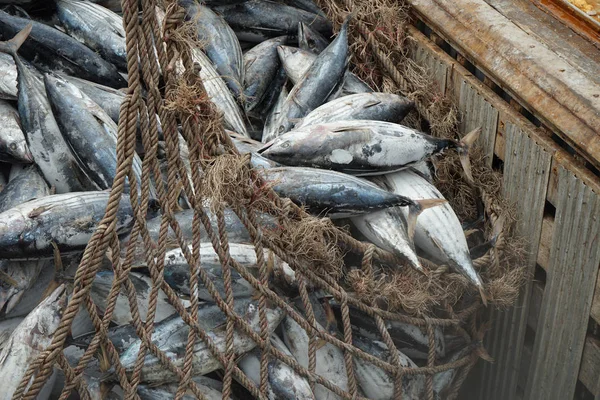 Tuna Unloading Port — Stock Photo, Image