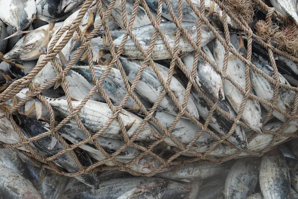 Tuna Unloading Port — Stock Photo, Image