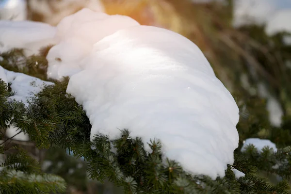 日の出と共に松の葉の上に大きな雪の白を閉じます. — ストック写真