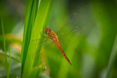 -Görüntü kadar yakın bitki üzerinde altın yusufçuk