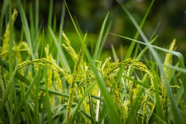 böcekler yiyecek yaprakları - görüntü
