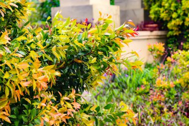 ağaç, alan, yaz, gökyüzü, Bahar, park, peyzaj, gün, çim, doğa, arka plan, bulut, sahne, çim, çayır, yeşil, orman, bitki, çevre, görünümü, yol, açık, arazi, sezon, Bahçe, ülke, doğal, ışık, ahşap, parlak, çiftlik, beyaz, yol, s