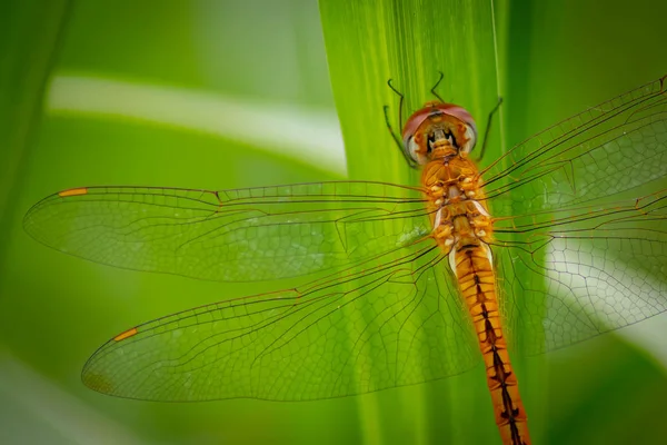 Libellule Naturel Vert Bleu Faune Fond Beauté Mouche Jaune Gros — Photo