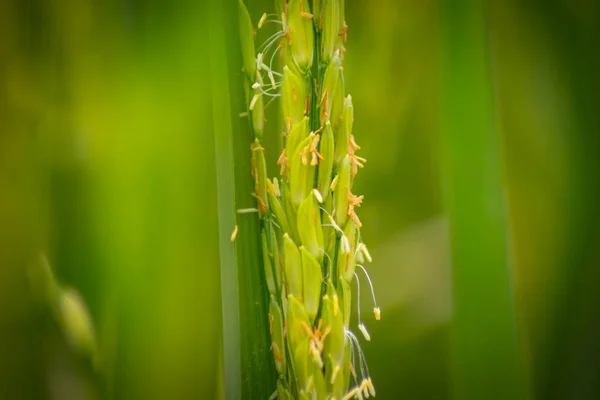 Arroz Nos Campos Arroz Verde Manhã Imagem — Fotografia de Stock