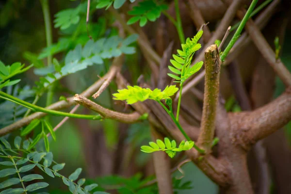 Banana Sweet Bunch Food Healthy Tree Green Color Maduro Tropical — Foto de Stock