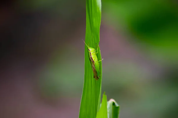 Macro Gafanhoto Animal Close Inseto Verde Natureza Críquete Selvagem Vida — Fotografia de Stock