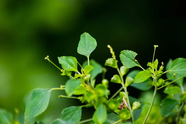 Los Saltamontes Verdes Pegan Las Hojas Verdes Imagen — Foto de Stock