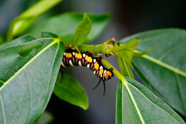 Caterpillar, kelebek, portre, doğa, yeşil, böcek, hayvan, larva, beyaz, makro, sarı, yaban hayatı, doğal, larva, arka plan, yaprak, haşere, küçük, renkli, yakın çekim, hata, bitki, lepidoptera, tarım, Bahçe, güve, brassicae, yeşil caterpilla