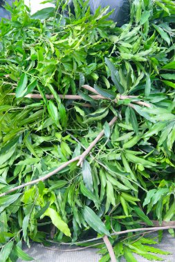 Tam yaprak dalları çöp ile