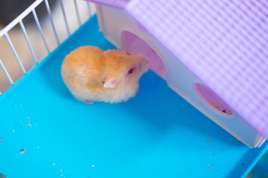 Bir sevimli hamster (seçici odak üstünde belgili tanımlık hamster)
