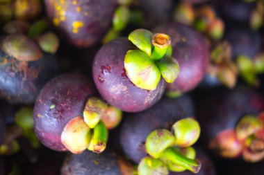 Mangosten ve kesit kalın mor deri ve meyve Kraliçe nin beyaz et gösterilen