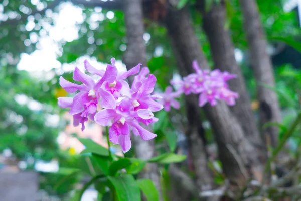 Gyönyörű Lila Orchidea Virág Trópusi Kertben — Stock Fotó