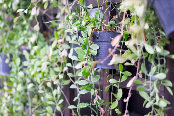 Dave Nebo Dischidia Nummularia Variegata Vhodný Pro Vertikální Zahrady Nebo — Stock fotografie