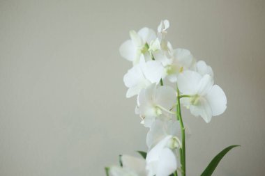 Güzel çiçek beyaz orkide.