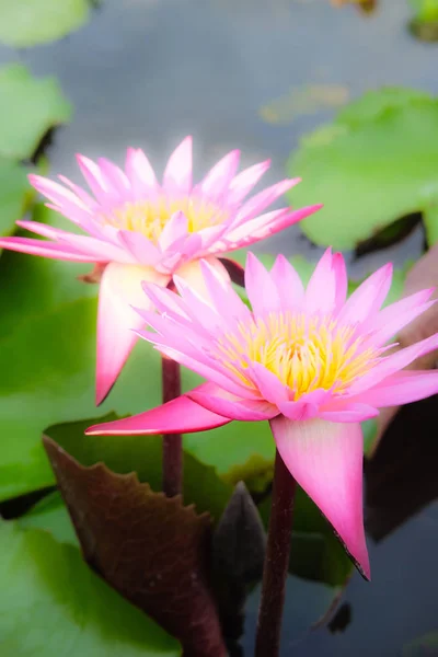 Beautiful Red Water Lily Lotus Flower Pond Royalty Free Stock Images