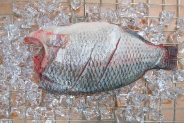 Nil Tilapia balık ızgara buz koymak
