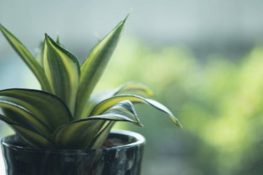 Bir pot veya yılan bitki Sansevieria trifasciata. Ev ve Bahçe kavramı