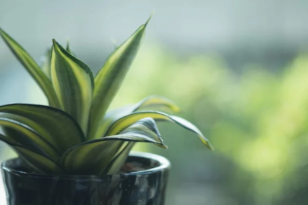 Bir pot veya yılan bitki Sansevieria trifasciata. Ev ve Bahçe kavramı
