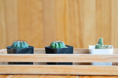 Raf dekorasyon ile ahşap duvar kafede yeşil mini kaktüs