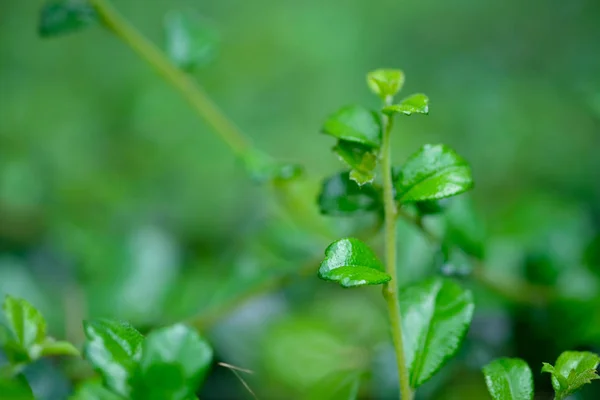 Close of of green leaves — Stock Photo, Image