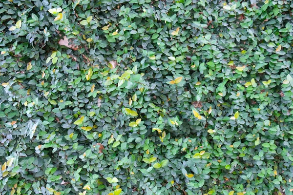 Padrão natural das folhas de plantas — Fotografia de Stock