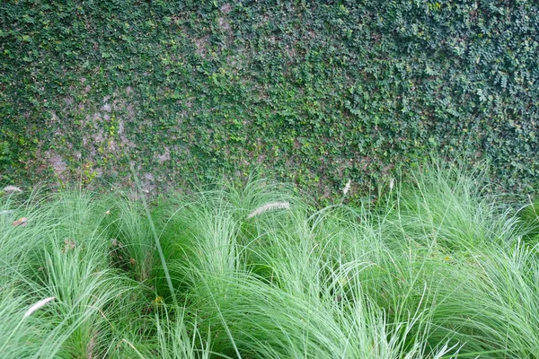 Grama verde com fundo de planta pequena — Fotografia de Stock