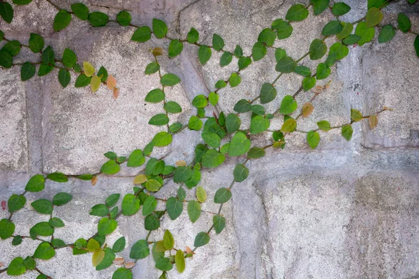 Planta na parede de cimento rachadura . — Fotografia de Stock