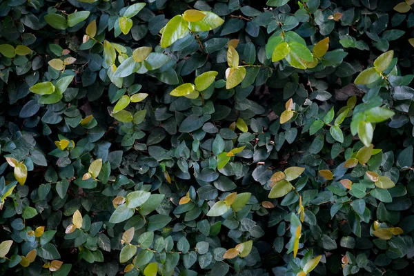 Padrão natural das folhas de plantas — Fotografia de Stock