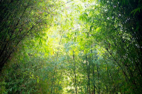 Foresta di bambù con luce solare — Foto Stock