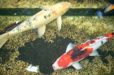 Havuz renkli sazan balık yüzme Koi gölet Koi balık yüzme