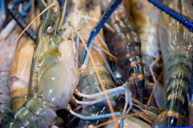 Tayland satılık pazarda bir arka plan olarak Ham karides