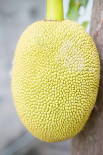 Молодий джекфрут, що росте на дереві тропічний — стокове фото